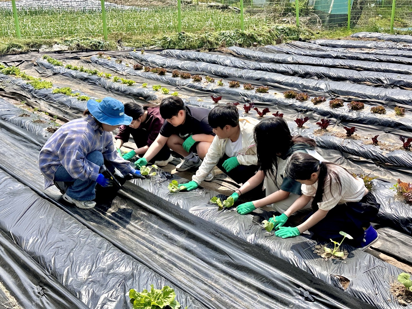 6학년 텃밭(2)